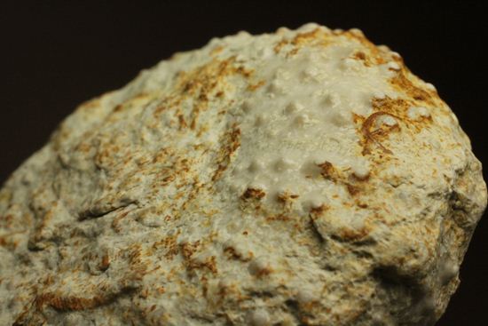 白亜紀のウニ化石(Echinoids Tetragramma sp.)(その18)