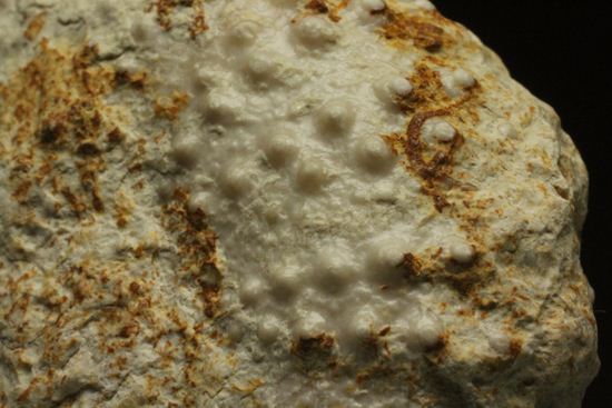 白亜紀のウニ化石(Echinoids Tetragramma sp.)(その19)