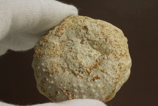白亜紀のウニ化石(Echinoids Tetragramma sp.)(その2)