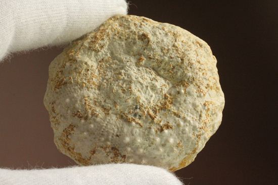 白亜紀のウニ化石(Echinoids Tetragramma sp.)(その4)