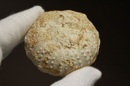 白亜紀のウニ化石(Echinoids Tetragramma sp.)(その5)