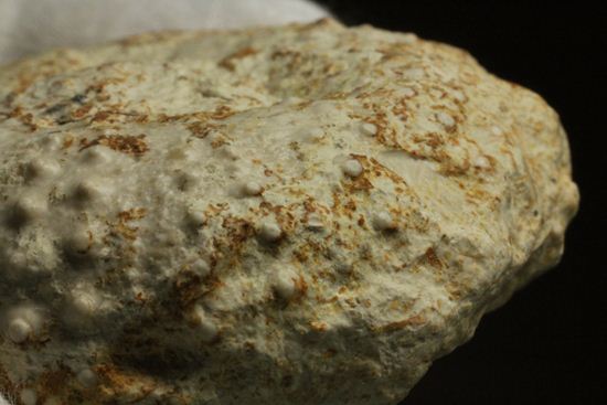 白亜紀のウニ化石(Echinoids Tetragramma sp.)(その6)