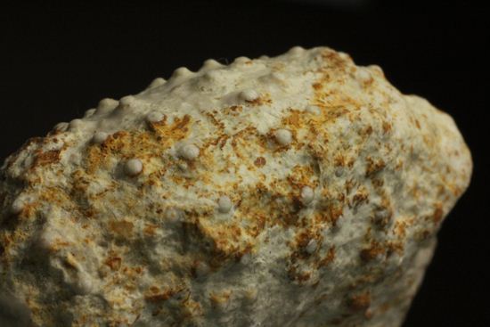 白亜紀のウニ化石(Echinoids Tetragramma sp.)(その7)