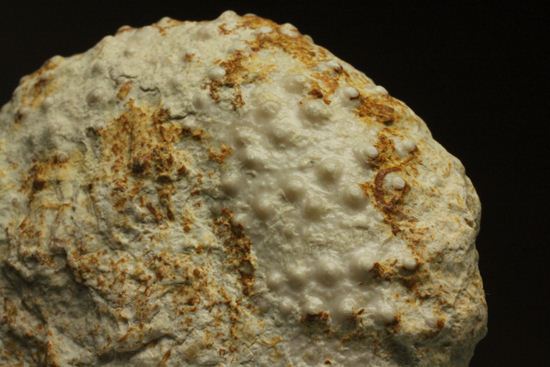 白亜紀のウニ化石(Echinoids Tetragramma sp.)(その8)