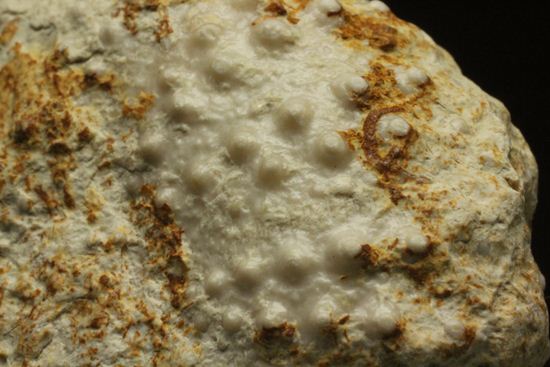 白亜紀のウニ化石(Echinoids Tetragramma sp.)(その9)