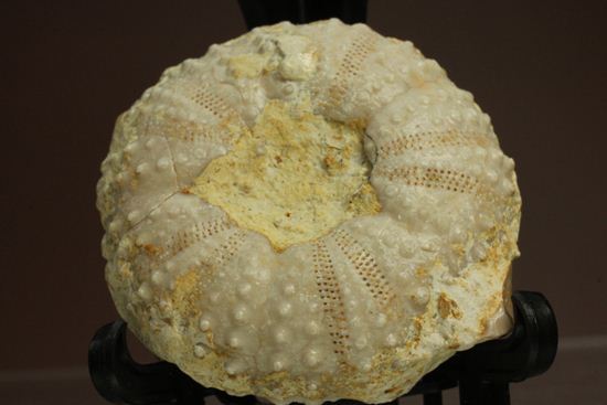 9500万年前の白亜紀ウニ化石(Echinoids)（その1）