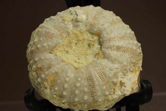 9500万年前の白亜紀ウニ化石(Echinoids)(その1)