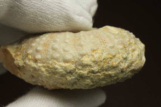 9500万年前の白亜紀ウニ化石(Echinoids)(その10)