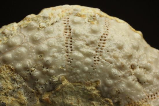 9500万年前の白亜紀ウニ化石(Echinoids)(その11)