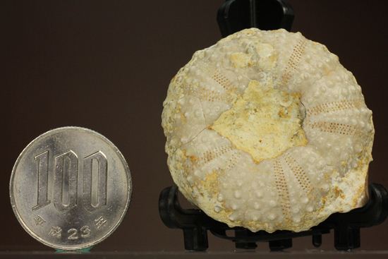 9500万年前の白亜紀ウニ化石(Echinoids)（その13）