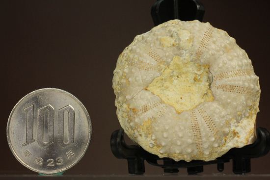 9500万年前の白亜紀ウニ化石(Echinoids)(その13)