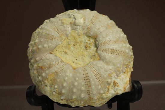 9500万年前の白亜紀ウニ化石(Echinoids)（その14）