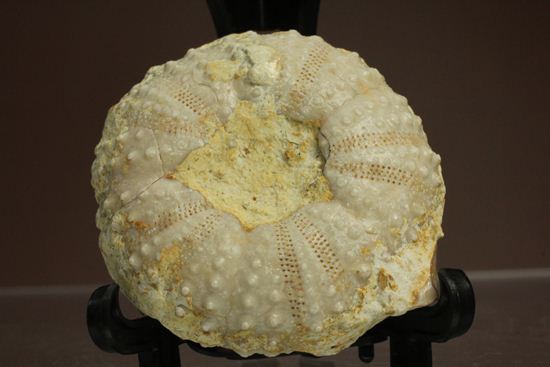 9500万年前の白亜紀ウニ化石(Echinoids)(その14)