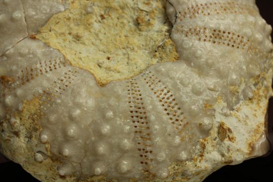 9500万年前の白亜紀ウニ化石(Echinoids)(その2)