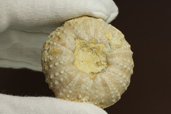 9500万年前の白亜紀ウニ化石(Echinoids)(その3)