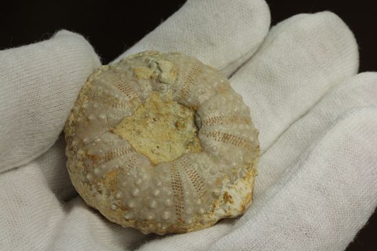 9500万年前の白亜紀ウニ化石(Echinoids)(その4)