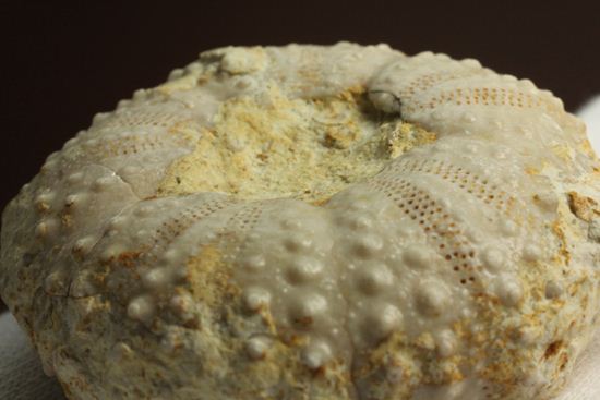 9500万年前の白亜紀ウニ化石(Echinoids)(その5)