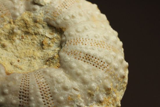 9500万年前の白亜紀ウニ化石(Echinoids)(その6)