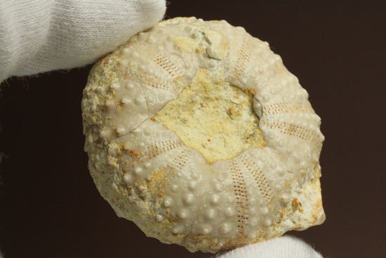 9500万年前の白亜紀ウニ化石(Echinoids)(その7)