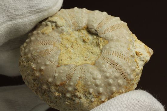 9500万年前の白亜紀ウニ化石(Echinoids)（その8）