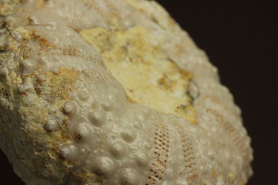 9500万年前の白亜紀ウニ化石(Echinoids)(その9)