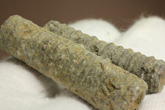 イギリス産ウミユリの茎化石2本セット(Crinoids)（その1）