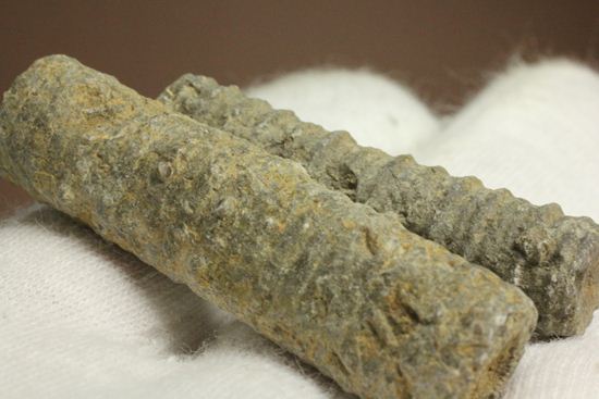 イギリス産ウミユリの茎化石2本セット(Crinoids)(その1)