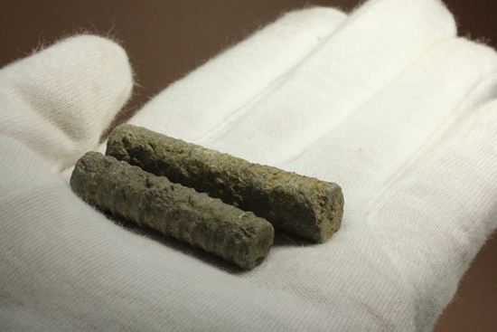 イギリス産ウミユリの茎化石2本セット(Crinoids)(その2)