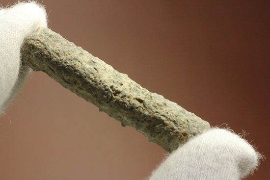 イギリス産ウミユリの茎化石2本セット(Crinoids)（その3）