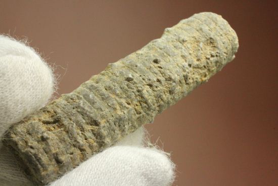 イギリス産ウミユリの茎化石2本セット(Crinoids)（その4）
