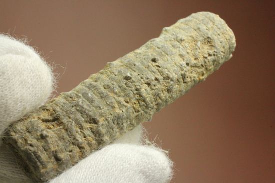 イギリス産ウミユリの茎化石2本セット(Crinoids)(その4)