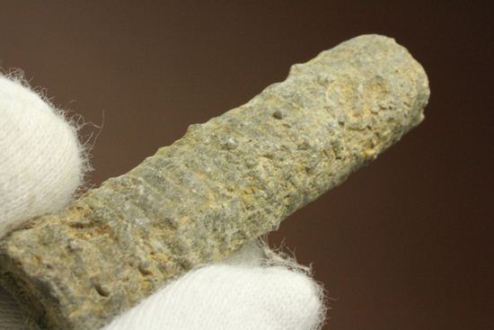 イギリス産ウミユリの茎化石2本セット(Crinoids)(その5)