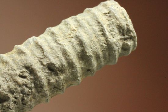 イギリス産ウミユリの茎化石2本セット(Crinoids)（その6）