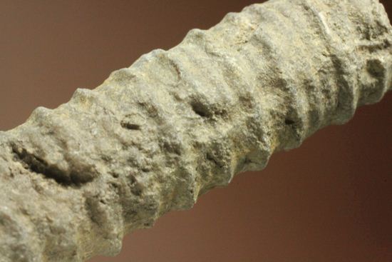 イギリス産ウミユリの茎化石2本セット(Crinoids)（その7）