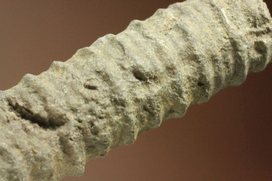 イギリス産ウミユリの茎化石2本セット(Crinoids)(その7)