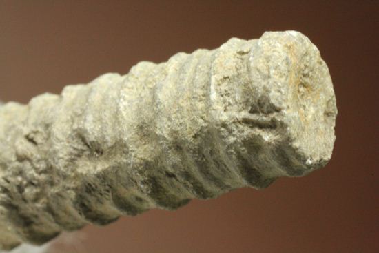 イギリス産ウミユリの茎化石2本セット(Crinoids)（その8）