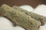 イギリス産ウミユリの茎化石2本セット(Crinoids)
