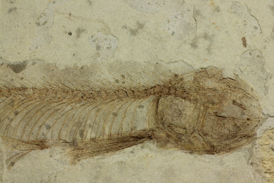 ユーラシア大陸が育んだ、絶滅淡水魚プレート化石！中国熱河省産リコプテラ(Lycoptera dabidi)（その1）