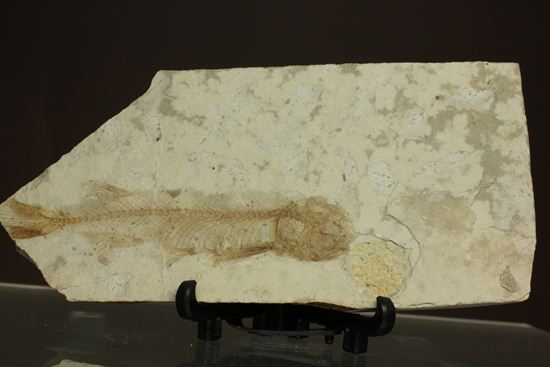 ユーラシア大陸が育んだ、絶滅淡水魚プレート化石！中国熱河省産リコプテラ(Lycoptera dabidi)（その2）