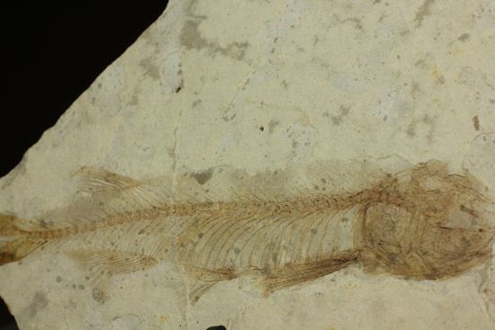 ユーラシア大陸が育んだ、絶滅淡水魚プレート化石！中国熱河省産リコプテラ(Lycoptera dabidi)（その3）