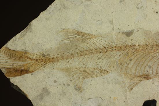 ユーラシア大陸が育んだ、絶滅淡水魚プレート化石！中国熱河省産リコプテラ(Lycoptera dabidi)（その4）