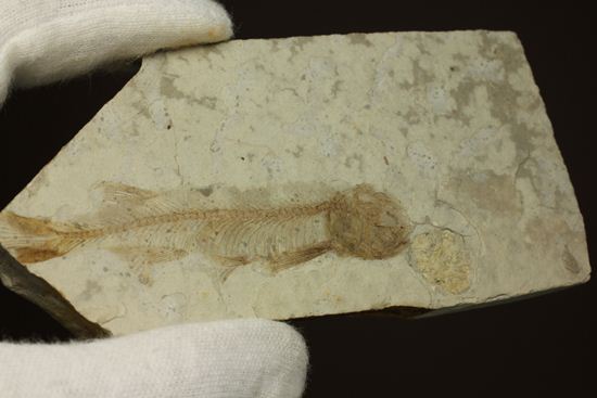 ユーラシア大陸が育んだ、絶滅淡水魚プレート化石！中国熱河省産リコプテラ(Lycoptera dabidi)（その5）