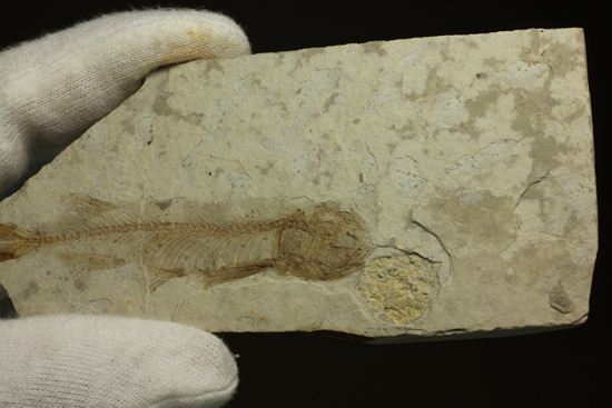 ユーラシア大陸が育んだ、絶滅淡水魚プレート化石！中国熱河省産リコプテラ(Lycoptera dabidi)（その6）
