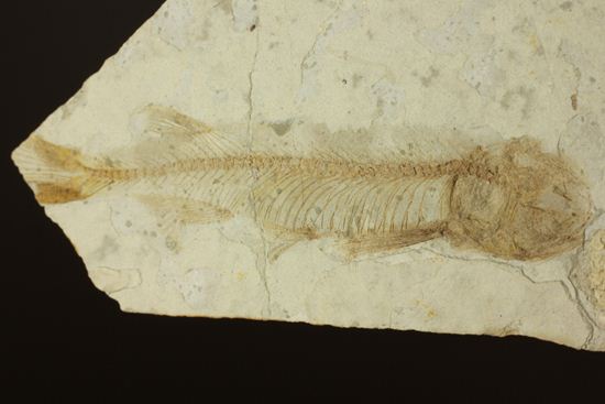 ユーラシア大陸が育んだ、絶滅淡水魚プレート化石！中国熱河省産リコプテラ(Lycoptera dabidi)（その7）
