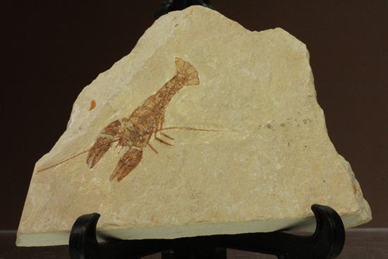 レバノン共和国からやってきた、エビの仲間化石エリィマ(Eryma sp.)(その1)