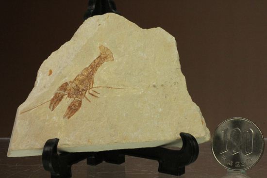 レバノン共和国からやってきた、エビの仲間化石エリィマ(Eryma sp.)（その10）
