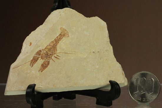 レバノン共和国からやってきた、エビの仲間化石エリィマ(Eryma sp.)(その10)