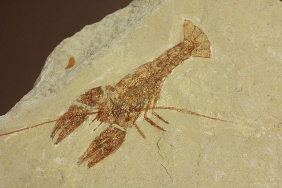 レバノン共和国からやってきた、エビの仲間化石エリィマ(Eryma sp.)(その2)
