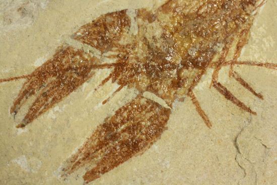 レバノン共和国からやってきた、エビの仲間化石エリィマ(Eryma sp.)(その4)