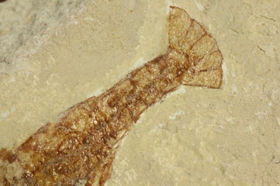 レバノン共和国からやってきた、エビの仲間化石エリィマ(Eryma sp.)(その5)